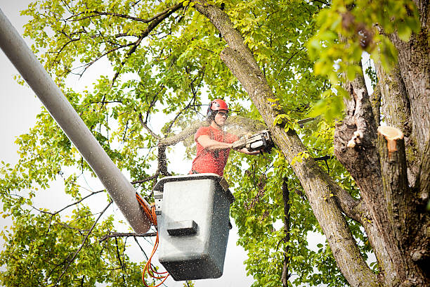 Best Leaf Removal  in Shougal, WA