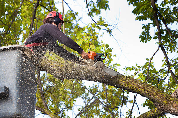 Best Stump Grinding and Removal  in Shougal, WA